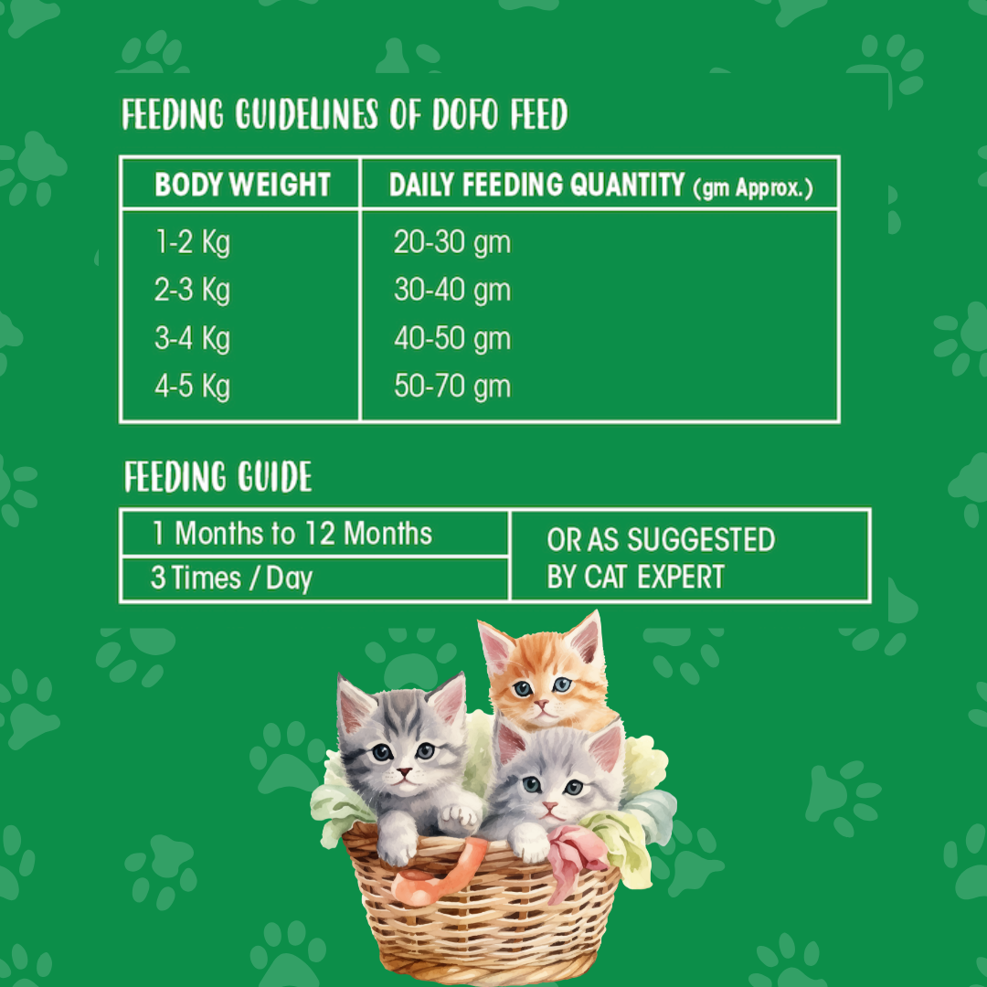MeWoW Kitten