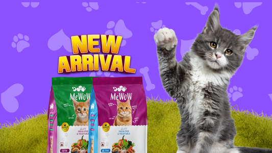 🐾 MeWow Cat Food – Delicious, Nutritious & Affordable for Cats and Kittens!