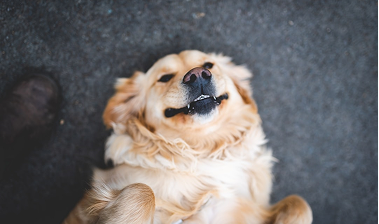 10 Signs Your Dog is Getting Proper Nutrition