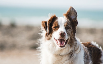 Your dog's happiness is our mission.
