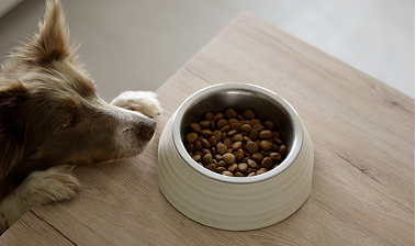 The Benefits of Premium Ingredients