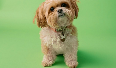 Understanding Puppy Growth Stages