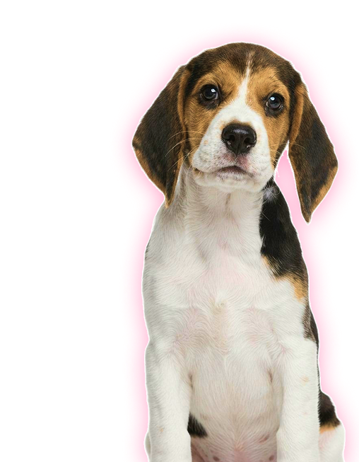 Beagle puppy