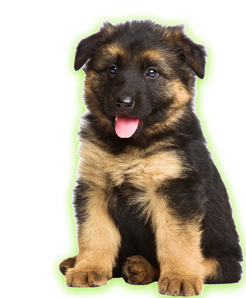 German Shepherd puppy
