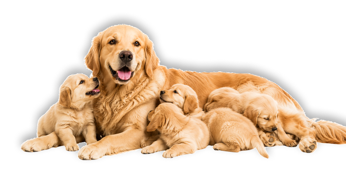 Golden retriever with puppies and DoFo Breeder Choice
