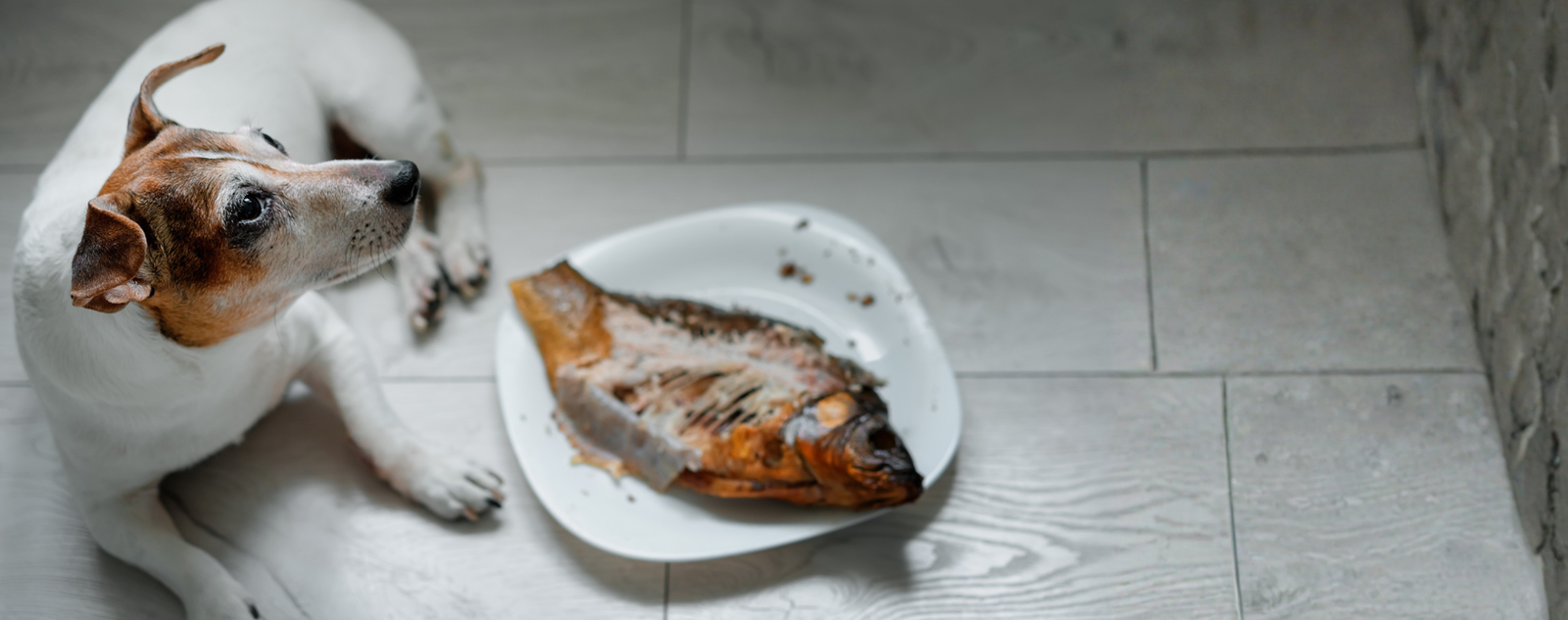 What Makes Fish So Good for Dogs