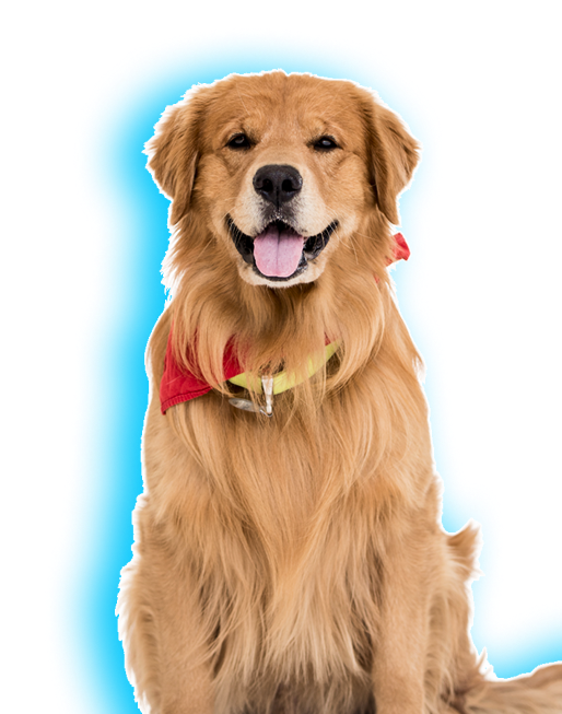 Golden retriever with red bandana